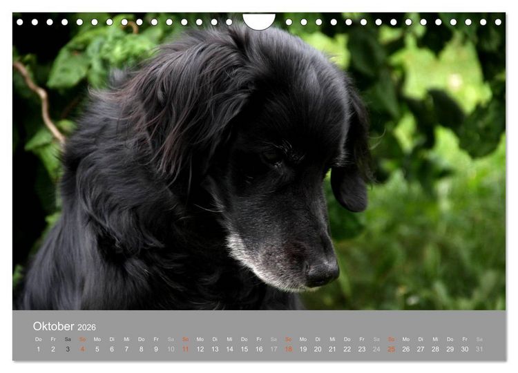 Produktbild: Graue Schnuten - Hunde in den besten Jahren (Wandkalender 2026 DIN A4 quer), CALVENDO Monatskalender