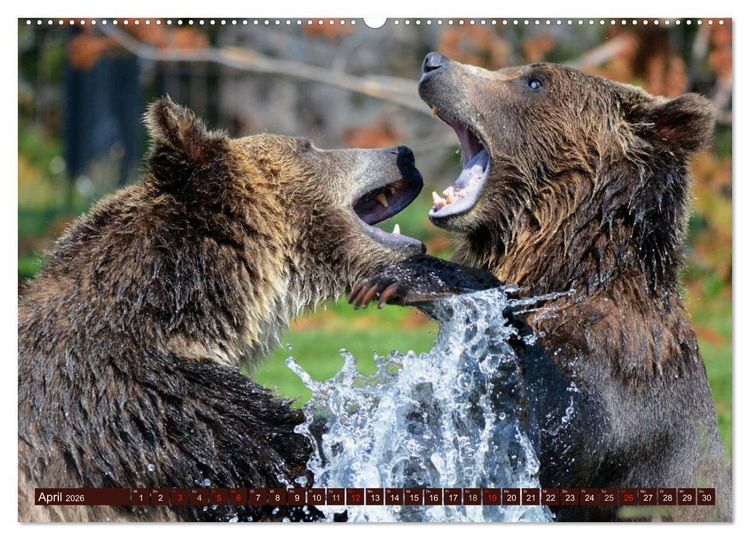 Produktbild: B&auml;ren (hochwertiger Premium Wandkalender 2026 DIN A2 quer), Kunstdruck in Hochglanz