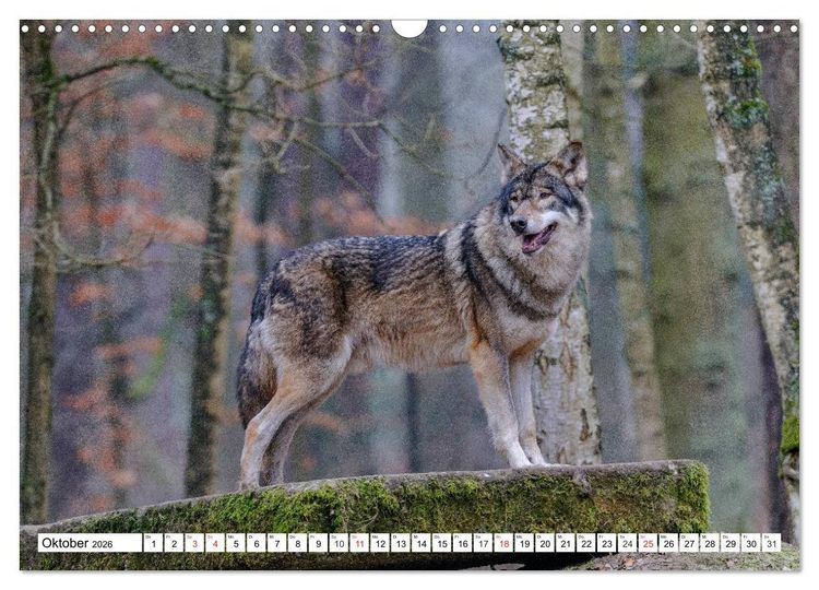 Produktbild: Tierwelt in den Canadian Rockies (Wandkalender 2026 DIN A3 quer), CALVENDO Monatskalender