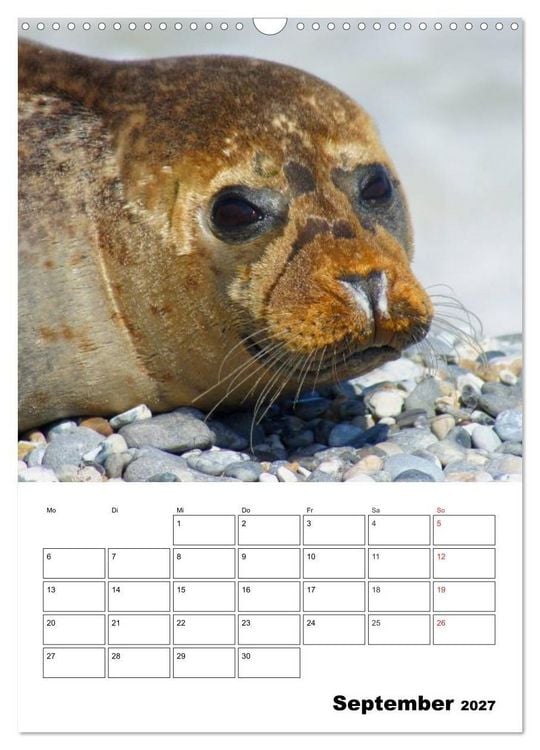 Produktbild: Liebenswerte Robben (Wandkalender 2027 DIN A3 hoch), CALVENDO Monatskalender