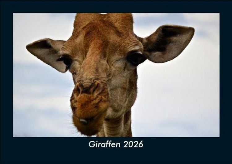 Produktbild: Giraffen 2026 Fotokalender DIN A5