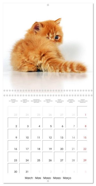 Produktbild: Persian Kittens (Wall Calendar 2026 12 &times; 12 Inch) CALVENDO 12 Month Wall Calendar