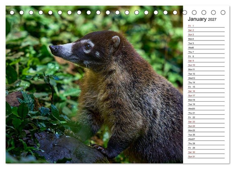 Produktbild: Feel the Wild &ndash; Costa Rica (Desk Calendar 2027 DIN A5 landscape), CALVENDO 12 Month DeskCalendar