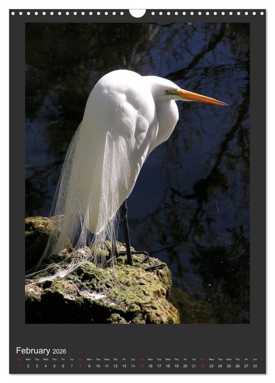 Produktbild: Herons & Egrets (Wall Calendar 2026 DIN A3 portrait), CALVENDO 12 Month Wall Calendar