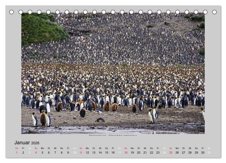 Produktbild: Tierleben in der Antarktis (Tischkalender 2026 DIN A5 quer), CALVENDO Monatskalender