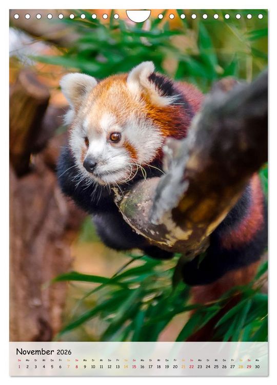 Produktbild: Roter Panda (Wandkalender 2026 DIN A4 hoch), CALVENDO Monatskalender