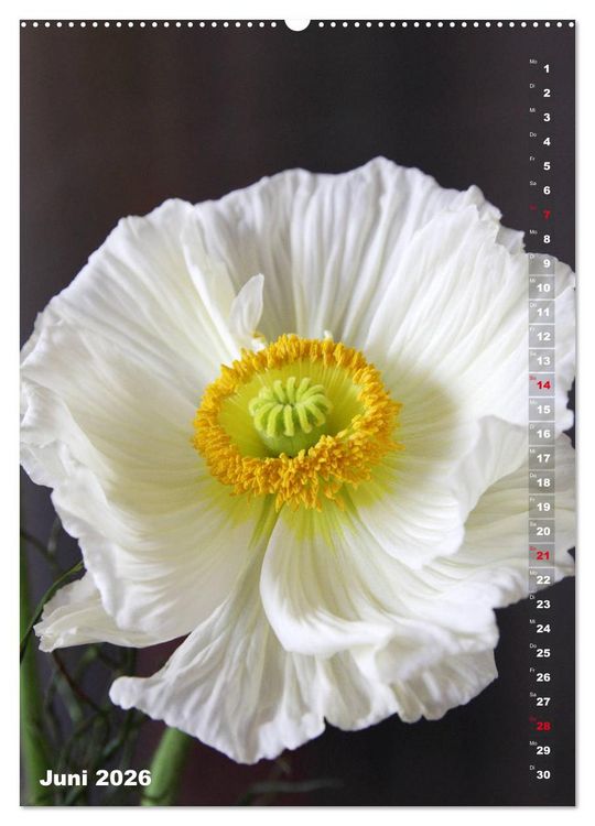 Produktbild: Mohn - Ein Bl&uuml;tentraum (hochwertiger Premium Wandkalender 2026 DIN A2 hoch), Kunstdruck in Hochglanz