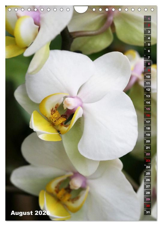 Produktbild: Phalaenopsis - Sch&ouml;ne Schmetterlingsorchideen (Wandkalender 2026 DIN A4 hoch), CALVENDO Monatskalender