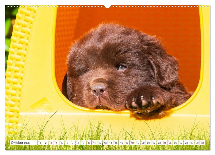 Produktbild: Neufundl&auml;nder - Kleine Weltentdecker (hochwertiger Premium Wandkalender 2026 DIN A2 quer), Kunstdruck in Hochglanz
