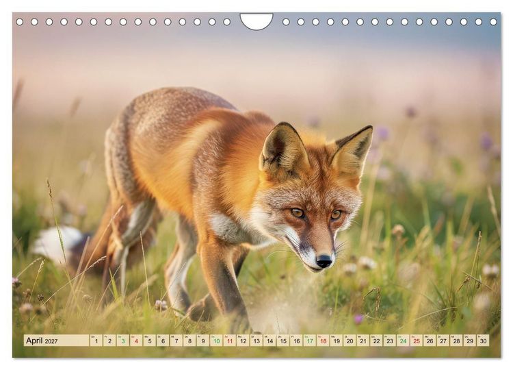 Produktbild: F&uuml;chse in Pastellfarben (Wandkalender 2027 DIN A4 quer), CALVENDO Monatskalender