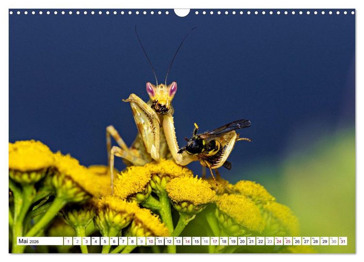 Produktbild: Im Bann der Mantis (Wandkalender 2026 DIN A3 quer), CALVENDO Monatskalender