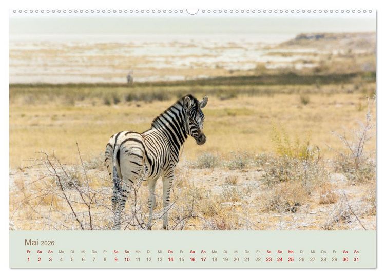 Produktbild: Zebras in Afrika (hochwertiger Premium Wandkalender 2026 DIN A2 quer), Kunstdruck in Hochglanz