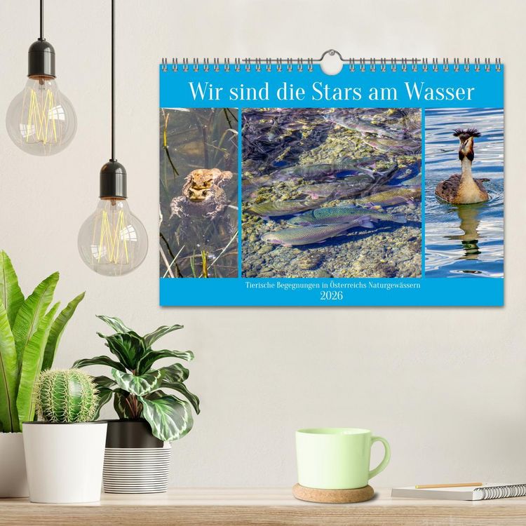 Produktbild: Wir sind die Stars am Wasser (Wandkalender 2026 DIN A4 quer), CALVENDO Monatskalender