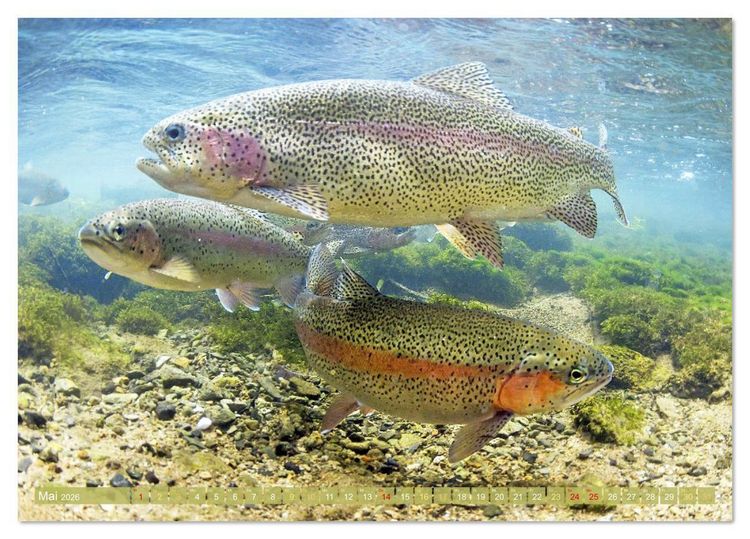 Produktbild: Forelle, Hecht und St&ouml;r: Fische in europ&auml;ischen Gew&auml;ssern (Tischkalender 2026 DIN A5 quer), CALVENDO Monatskalender