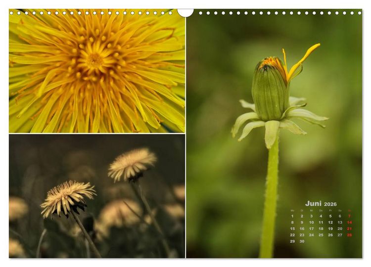 Produktbild: Blumenreise 2026 (Wandkalender 2026 DIN A3 quer), CALVENDO Monatskalender