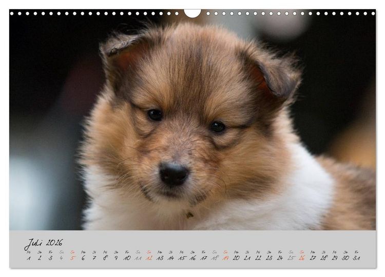 Produktbild: Collie Welpen zum Verlieben (Wandkalender 2026 DIN A3 quer), CALVENDO Monatskalender