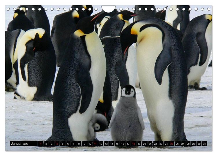 Produktbild: Pinguine - Watscheln im festlichen Kleid (Wandkalender 2026 DIN A4 quer), CALVENDO Monatskalender