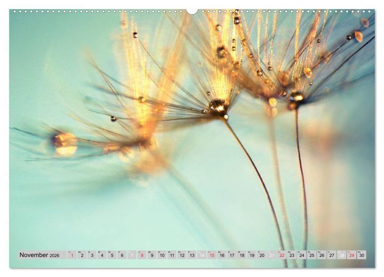 Produktbild: PusteblumenZauber (Wandkalender 2026 DIN A2 quer), CALVENDO Monatskalender