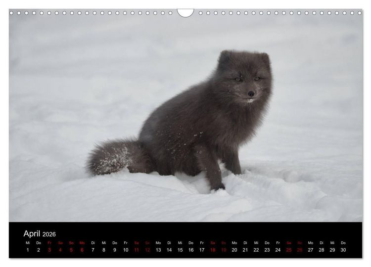 Produktbild: Polarfuchsstudien Wildlife (Wandkalender 2026 DIN A3 quer), CALVENDO Monatskalender