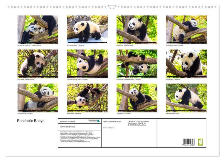 Produktbild: Pandab&auml;r Babys (Wandkalender 2026 DIN A2 quer), CALVENDO Monatskalender