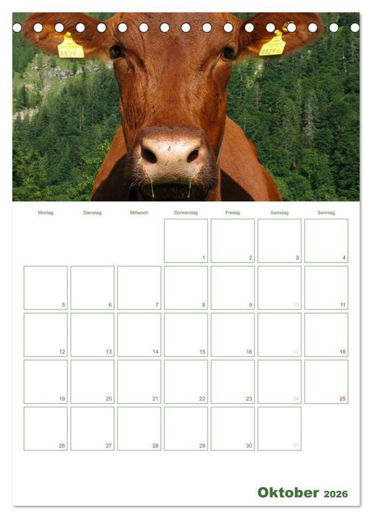 Produktbild: Kuhle K&uuml;he 2026 (Tischkalender 2026 DIN A5 hoch), CALVENDO Monatskalender
