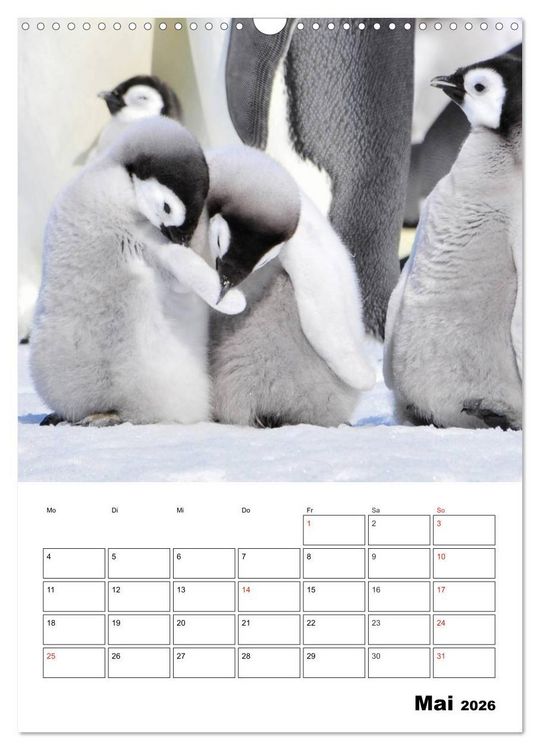 Produktbild: Pinguine. Familiengl&uuml;ck im Eis (Wandkalender 2026 DIN A3 hoch), CALVENDO Monatskalender