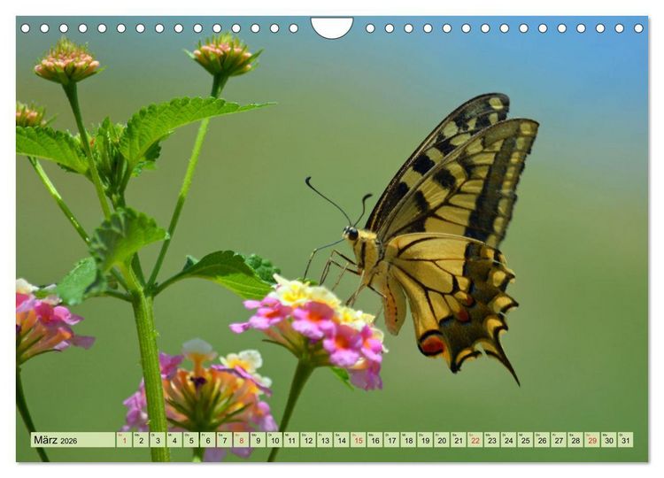 Produktbild: Farbenpracht der Insekten (Wandkalender 2026 DIN A4 quer), CALVENDO Monatskalender