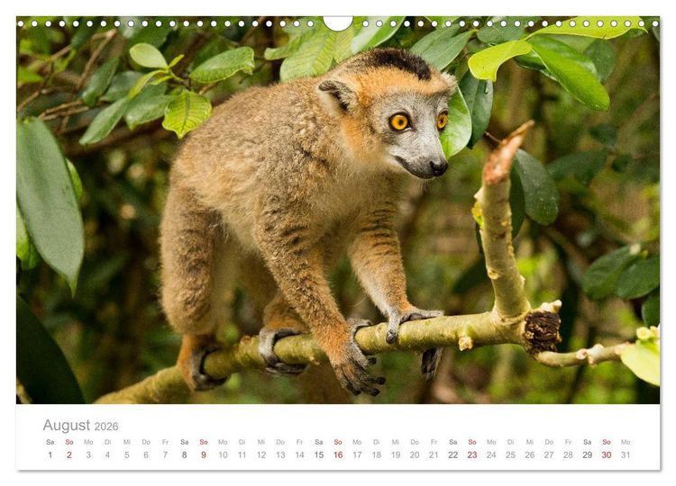 Produktbild: Paradies Madagaskar (Wandkalender 2026 DIN A3 quer), CALVENDO Monatskalender