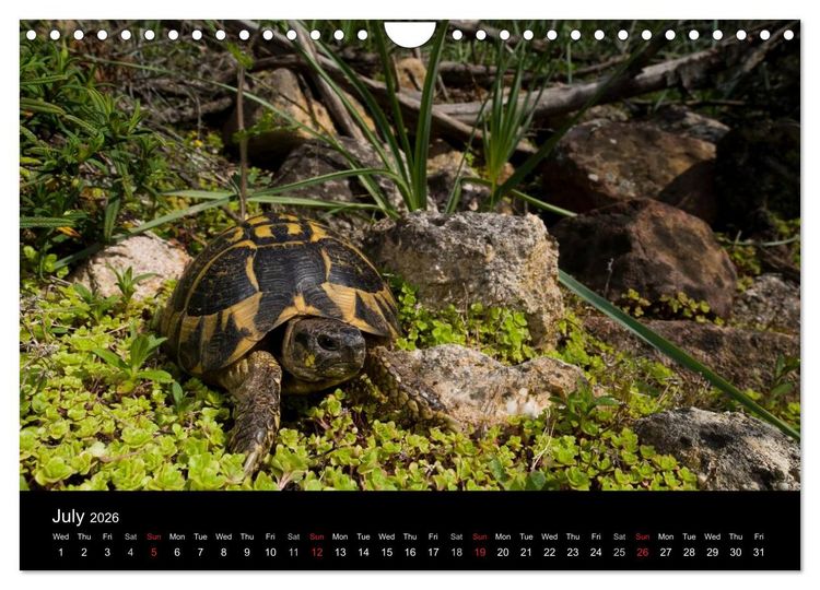 Produktbild: European Tortoises / UK-Version (Wall Calendar 2026 DIN A4 landscape), CALVENDO 12 Month Wall Calendar
