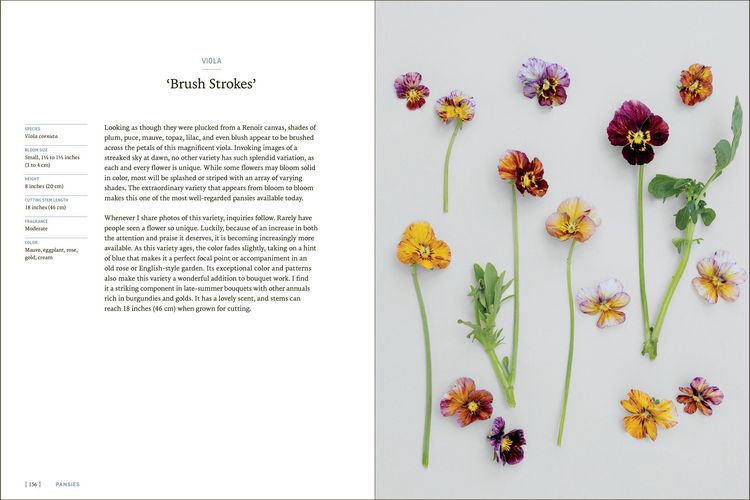Produktbild: Pansies