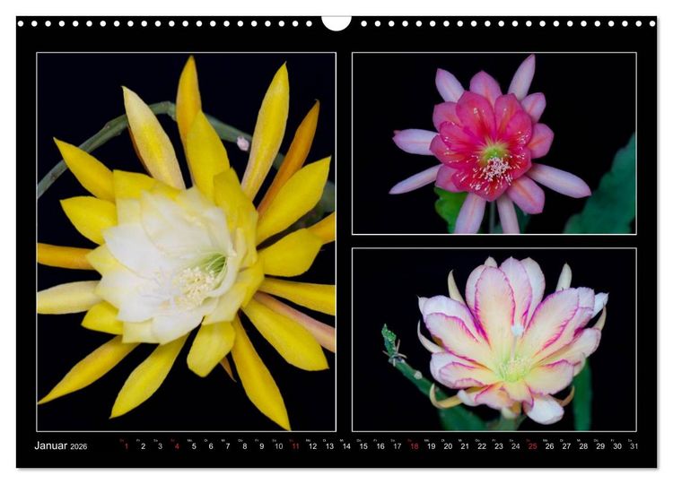 Produktbild: Epiphyllum-Hybriden (Wandkalender 2026 DIN A3 quer), CALVENDO Monatskalender