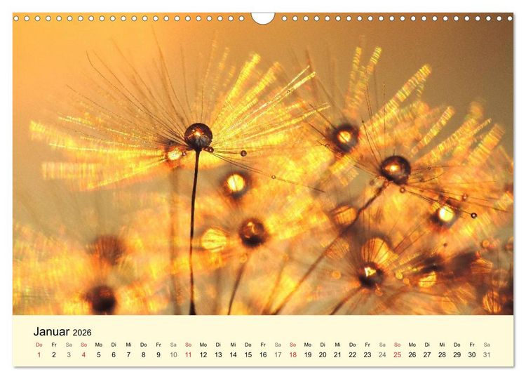 Produktbild: Naturjuwel Pusteblume (Wandkalender 2026 DIN A3 quer), CALVENDO Monatskalender