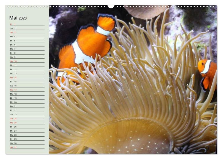 Produktbild: Die Welt der Riffe. Seesterne, Korallen, Anemonen (hochwertiger Premium Wandkalender 2026 DIN A2 quer), Kunstdruck in Hochglanz