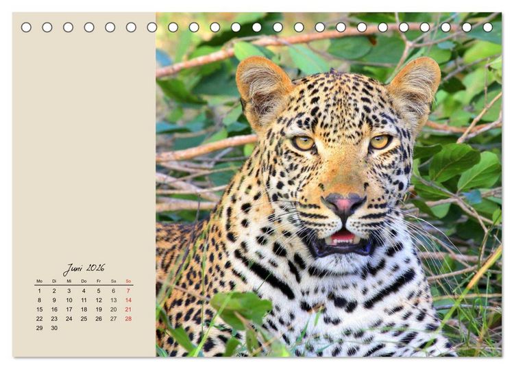 Produktbild: Leoparden. Geschmeidig, kr&auml;ftig und klug (Tischkalender 2026 DIN A5 quer), CALVENDO Monatskalender