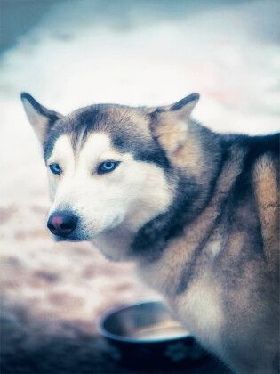 Produktbild: CALVENDO Puzzle Ein Motiv aus dem Kalender Huskies - Artwork | 1000 Teile Lege-Gr&ouml;&szlig;e 64x48cm Foto-Puzzle f&uuml;r gl&uuml;ckliche Stunden