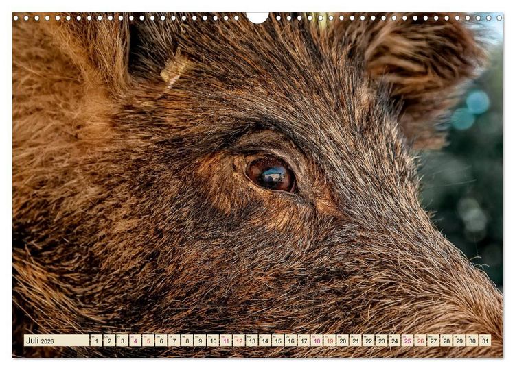 Produktbild: Unverwechselbar - Wildschwein (Wandkalender 2026 DIN A3 quer), CALVENDO Monatskalender