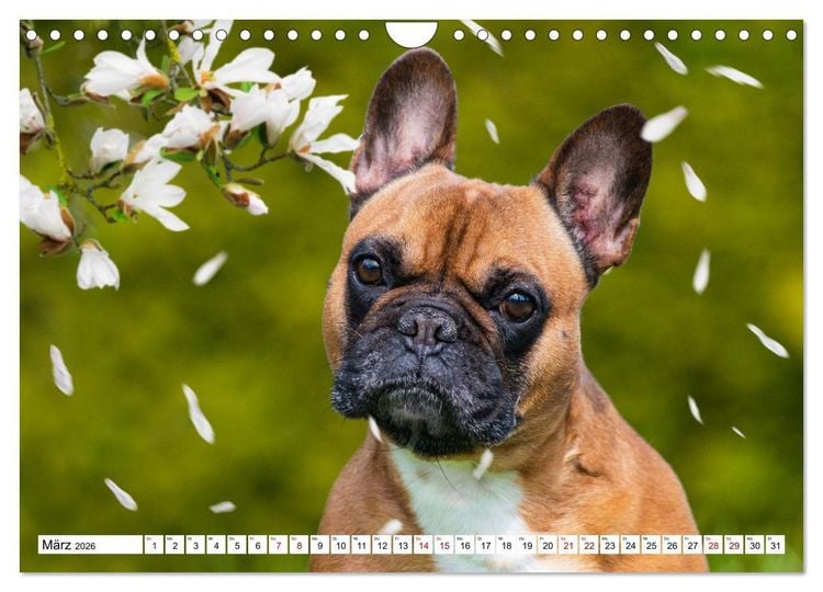 Produktbild: Ohne Hund ist alles nichts - Mit unseren besten Freunden durch das Jahr (Wandkalender 2026 DIN A4 quer), CALVENDO Monatskalender