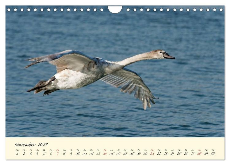 Produktbild: Vom K&uuml;ken zum stolzen Schwan (Wandkalender 2027 DIN A4 quer), CALVENDO Monatskalender