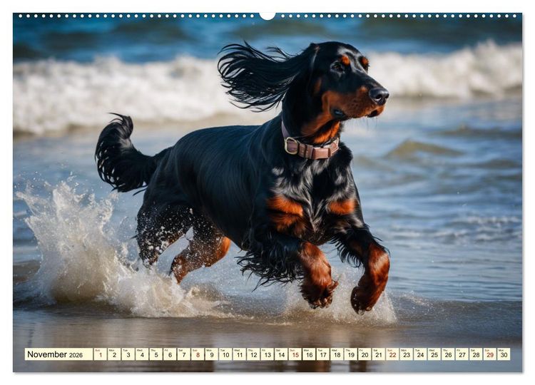 Produktbild: Gordon Setter - elegant powerhouse (High Quality Premium Wall Calendar 2026 DIN A2 landscape),CALVENDO 12 Month Wall Calendar