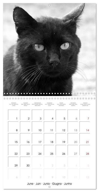 Produktbild: Black and white cat whispers (Wall Calendar 2026 12 &times; 12 Inch) CALVENDO 12 Month Wall Calendar