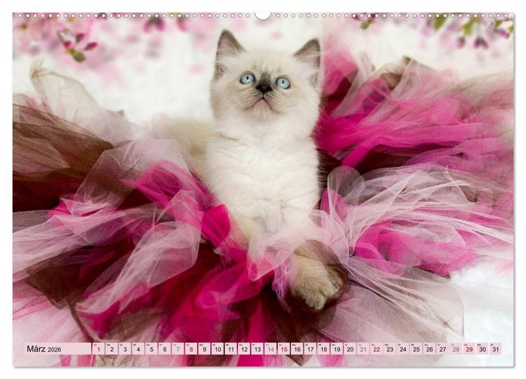 Produktbild: RAGDOLLS Impressionen aus der Kinderstube (hochwertiger Premium Wandkalender 2026 DIN A2 quer), Kunstdruck in Hochglanz