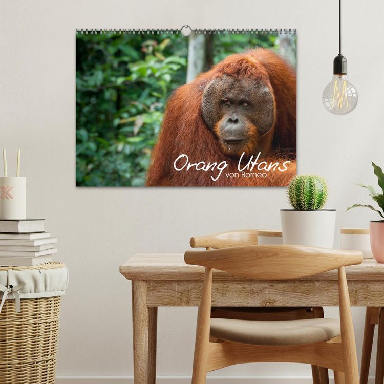 Produktbild: Orang Utans von Borneo Tierkalender 2026 (Wandkalender 2026 DIN A3 quer), CALVENDO Monatskalender