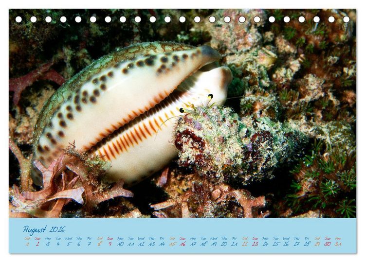 Produktbild: Sea Slugs - Little Wonders - Pure Beauties (Desk Calendar 2026 DIN A5 landscape), CALVENDO 12 Month DeskCalendar