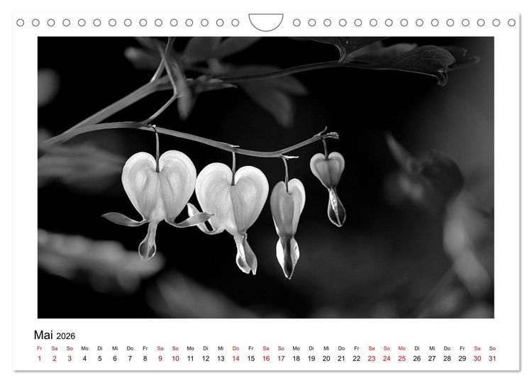 Produktbild: Die grafische Sch&ouml;nheit der Pflanzen &ndash; Schwarz-Wei&szlig; (Wandkalender 2026 DIN A4 quer), CALVENDO Monatskalender