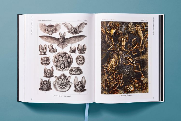 Produktbild: The Art and Science of Ernst Haeckel