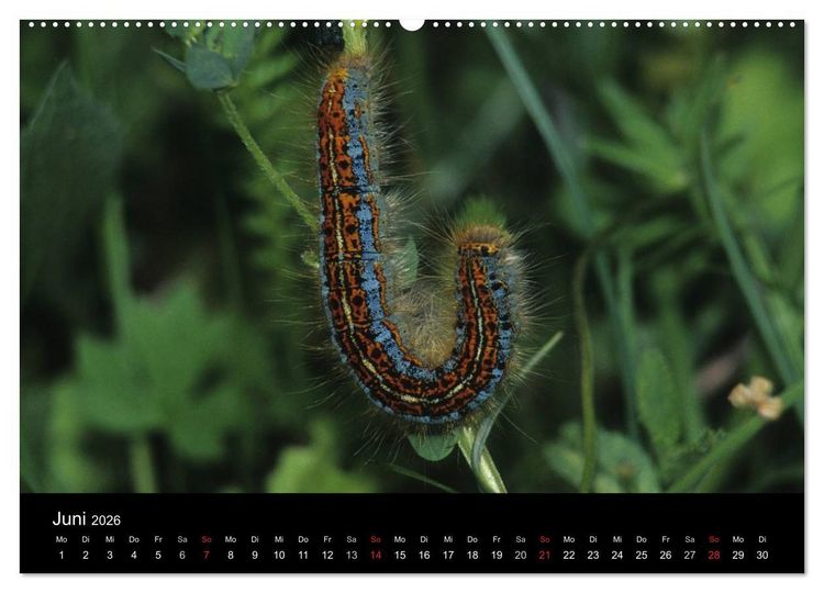 Produktbild: Faszination Schmetterlingsraupen (Wandkalender 2026 DIN A2 quer), CALVENDO Monatskalender