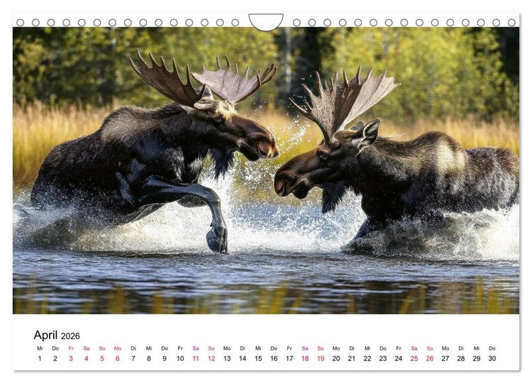 Produktbild: Elche - die Stimme der Wildnis (Wandkalender 2026 DIN A4 quer), CALVENDO Monatskalender