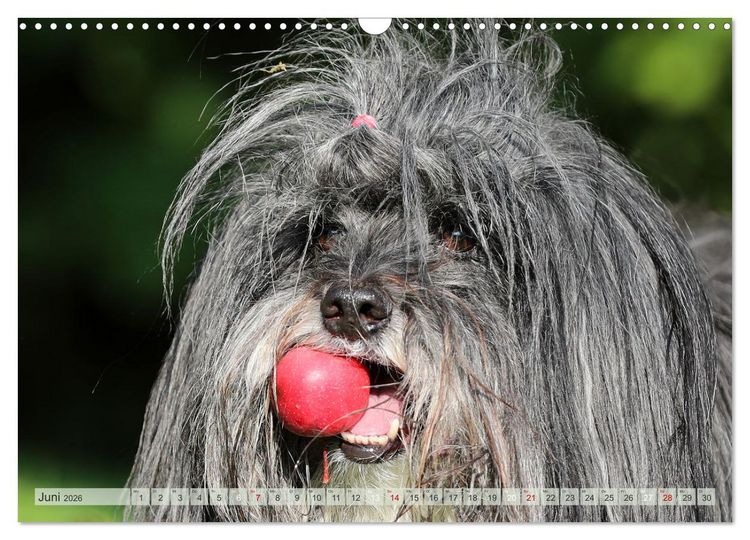 Produktbild: Tibet Terrier Theo (Wandkalender 2026 DIN A3 quer), CALVENDO Monatskalender