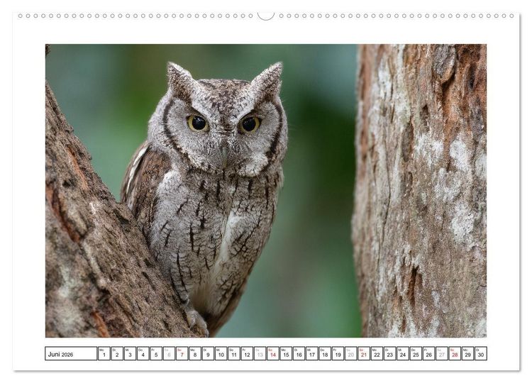 Produktbild: Eulen aus aller Welt - Faszinierende J&auml;ger der Nacht (Wandkalender 2026 DIN A2 quer), CALVENDO Monatskalender