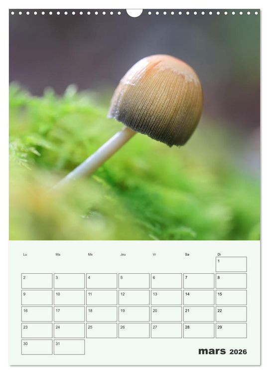 Produktbild: Champignons magiques - Beaut&eacute;s &eacute;ph&eacute;m&egrave;res (Calendrier mural 2026 DIN A3 horizontal), CALVENDO calendrier mensuel